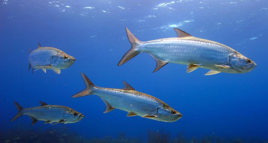 A school of silver tarpon swimming underwater