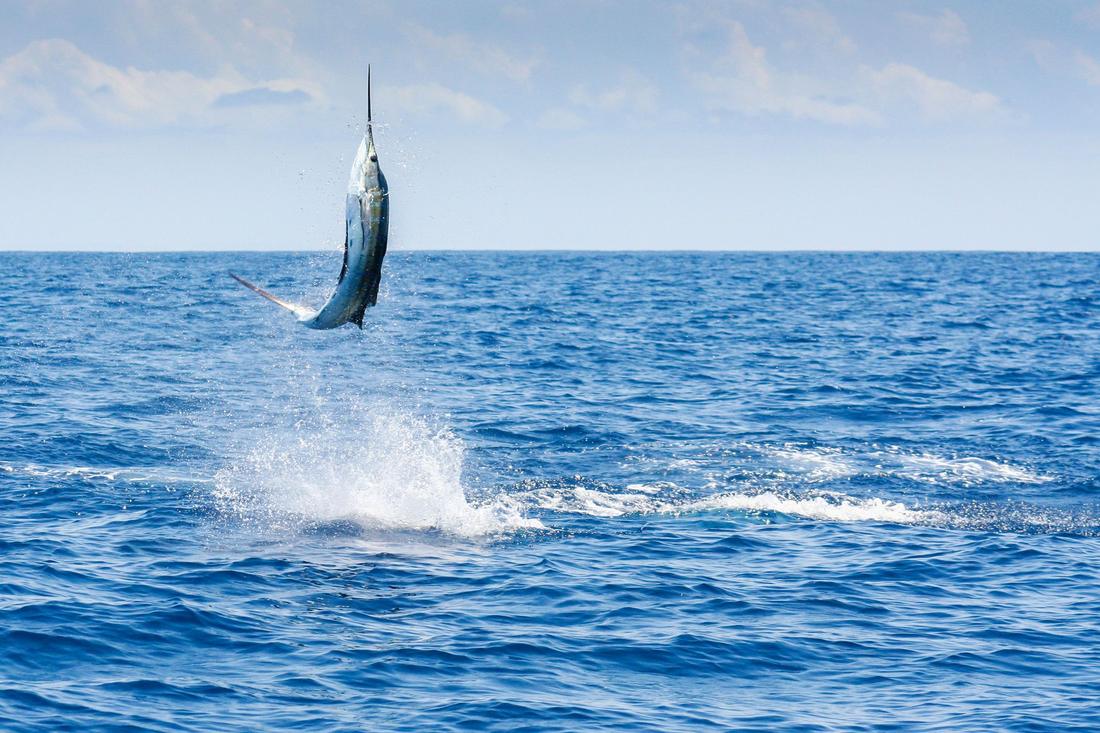 A sailfish leaping clear of blue water