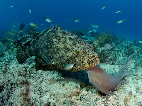 A goliath grouper over a reef, with a nurse shark beside it