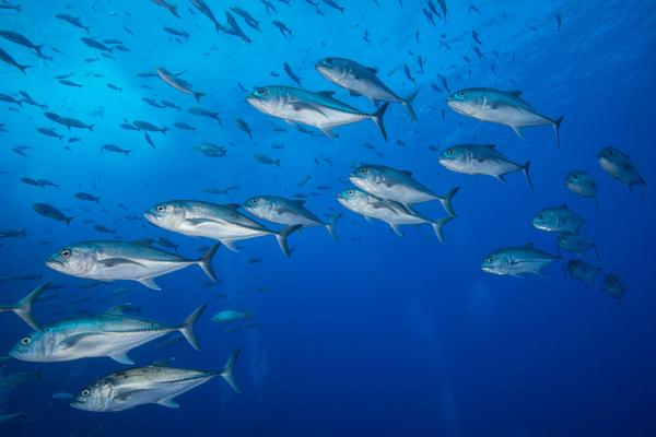 A school of jacks swimming in blue water