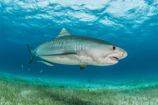 A tiger shark swimming over sea grass