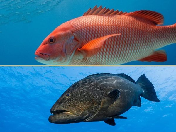 A snapper, top, and a grouper, bottom, in open water