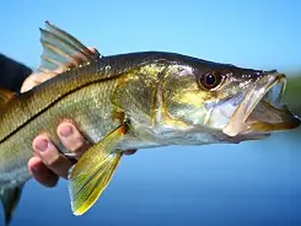 An angler holds up a snook against a blue sky