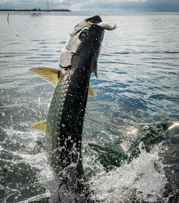 A tarpon leaping out of the water